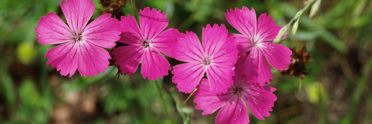 Fünf violette Blüten der Kartäusernelke