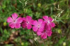 Pflanze des Monats Oktober 2023: Kartäusernelke (Dianthus carthusianorum)