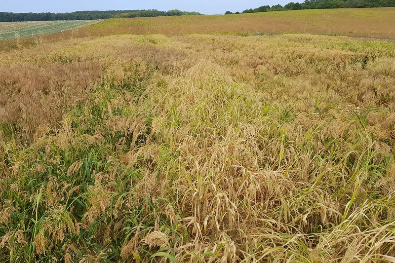 Hirseparzellen kurz vor der Ernte. Klick führt zu Großansicht in neuem Fenster.