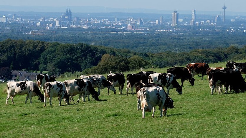Kühe auf Weide. Regionalwert AG
