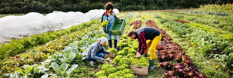 Personen bei der Ernte auf einem Feld mit Salat