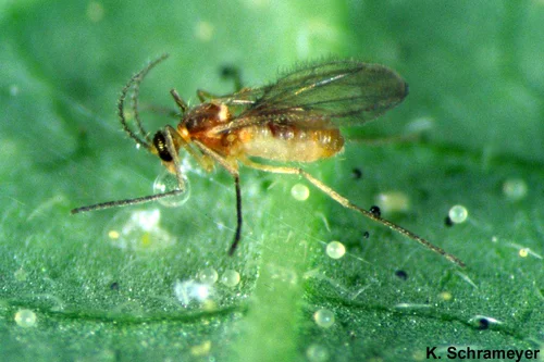 Feltiella acarisuga. Klick führt zu Großansicht in neuem Fenster.