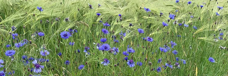 Kornblumen im Gerstenfeld