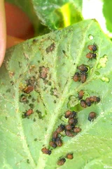 Kartoffelkäferlarven fressen an Blatt. Klick führt zu Großansicht.