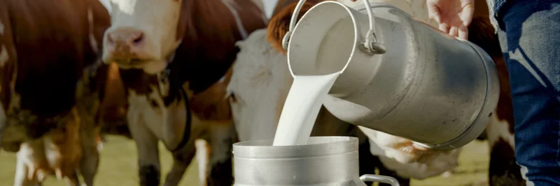 Landwirt gießt frische Milch in eine Milchkanne, im Hintergrund stehen Kühe auf einer Weide.