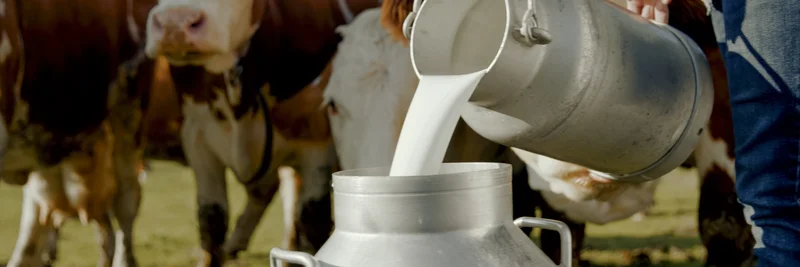 Landwirt gießt frische Milch in eine Milchkanne, im Hintergrund stehen Kühe auf einer Weide.