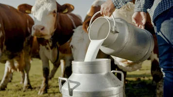 Landwirt gießt frische Milch in eine Milchkanne, im Hintergrund stehen Kühe auf einer Weide.