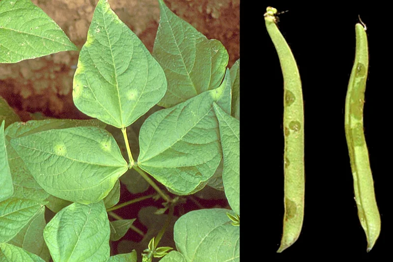 Fettfleckenkrankheit (Pseudomonas syringae pv. phaseolicola)