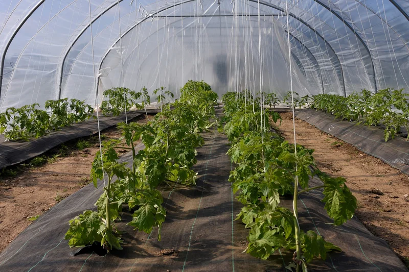 Tomaten in Folien-Gewächshaus. Klick führt zu Großansicht in neuem Fenster.
