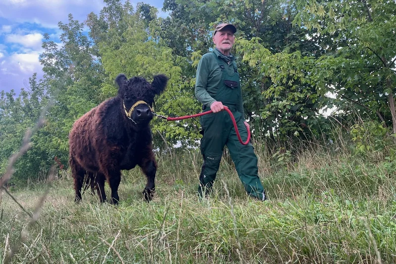 Mann geht mit einer schwarz-braunen Galloway-Kuh an der Leine auf einem Feld spazieren. Klick führt zu Großansicht.