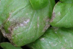 Kalifornischer Blütenthrips (Frankliniella occidentalis)