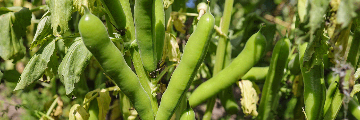 Mehrere grüne Hülsen an einer Ackerbohnenpflanze.