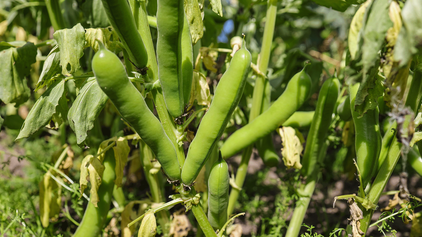 Ackerbohnenpflanze