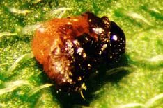 Bacillus thuringiensis ssp. tenebrionis