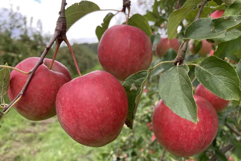 Äpfel am Baum