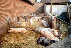 Stallumbau für die Haltung von Öko-Mastschweinen