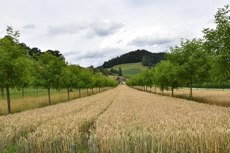 Agroforstsystem mit Walnussbäumen, dazwischen reifer Getreidebestand.