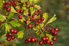Die Pflanze des Monats November 2025: Eingriffeliger Weißdorn (Crataegus monogyna)