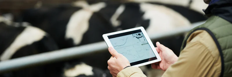 Landwirt im Kuhstall mit einem Tablet in der Hand.