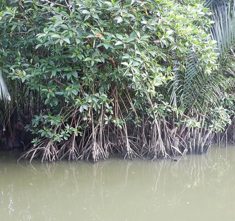 Bäume mit Wurzeln im trüben Wasser. Klick führt zu Großansicht im neuen Fenster.