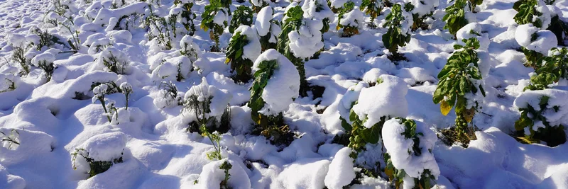 Schneebedeckter Rosenkohl im Freien.
