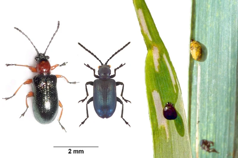 Getreidhähnchen: Blaues und Rothalsiges Getreidehähnchen (Oulema lichenis, O. melanopus)