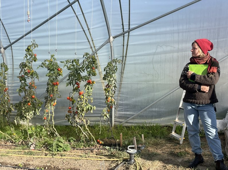 Auszubildende steht in einem Folientunnel mit Tomatenpflanzen.