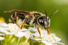 Gelbbeinige Kielsandbiene (Andrena chrysosceles KIRBY, 1802 )