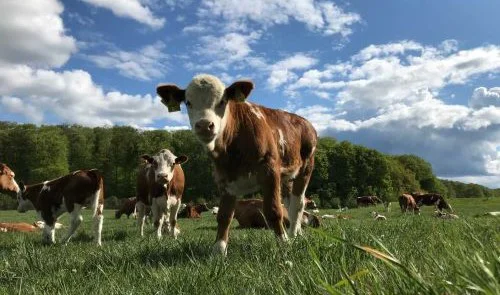 GanzTierStark – Aufbau regionaler Bio-Wertschöpfungsketten