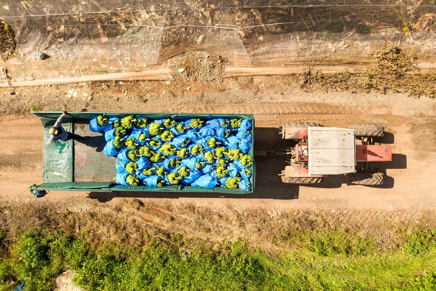 Bananentransport. Foto: liorpt / iStock / Getty Images Plus / getty Images