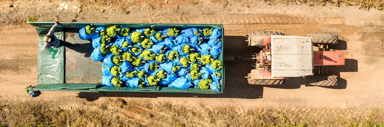 Bananentransport