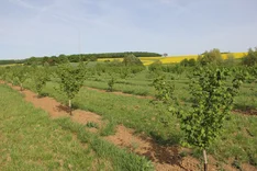 Der Markt für Bio-Nüsse ist vielfältig und hat Potenzial