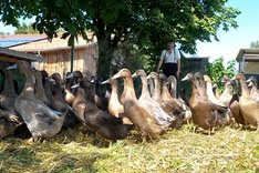 Laufenten auf einer Wiese. Klick führt zu Großansicht.