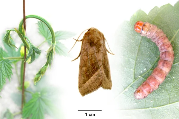 Markeule Falter Raupe