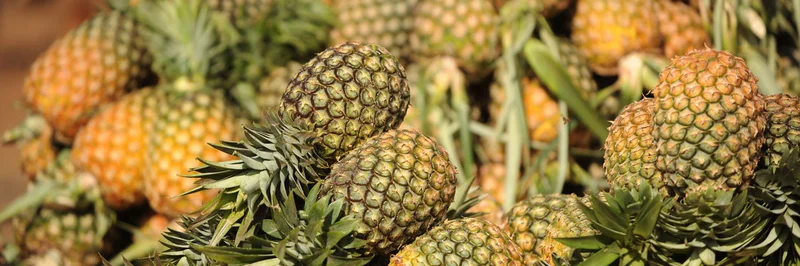 Ananas