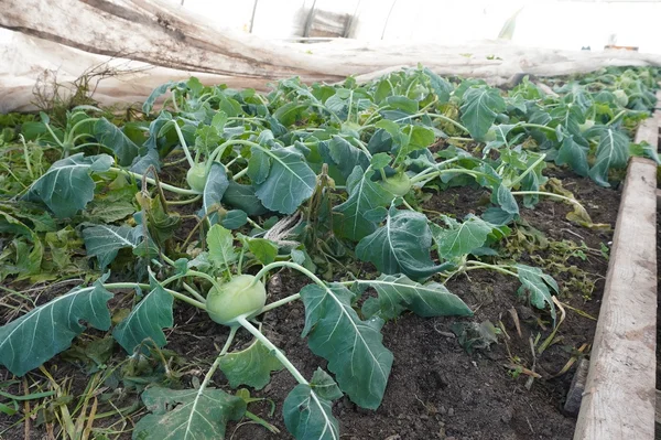 Winter-Kohlrabi im Folientunnel, Klick führt zu Großansicht