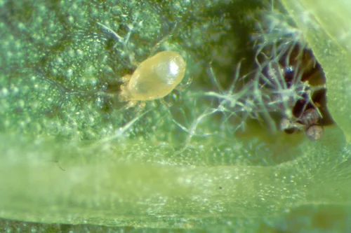 Typhlodromus pyri