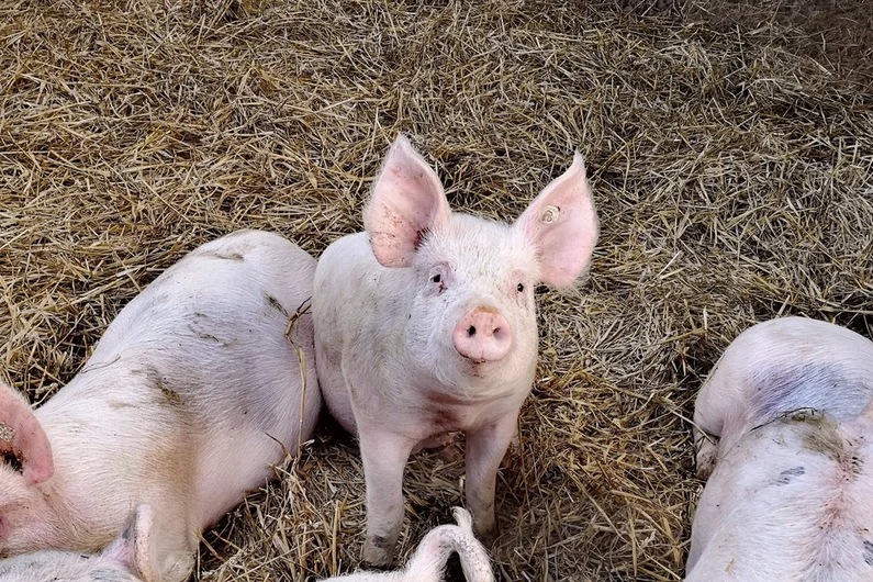 Schweine im Stroh