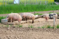 100 Prozent Bio-Fütterung in der Tierhaltung – ist das möglich?