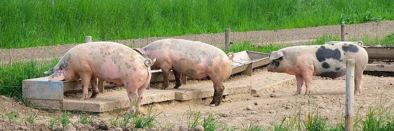 drei Schweine am Futtertrog auf einer Weide.