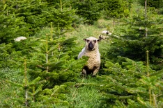 Weihnachtsbäume