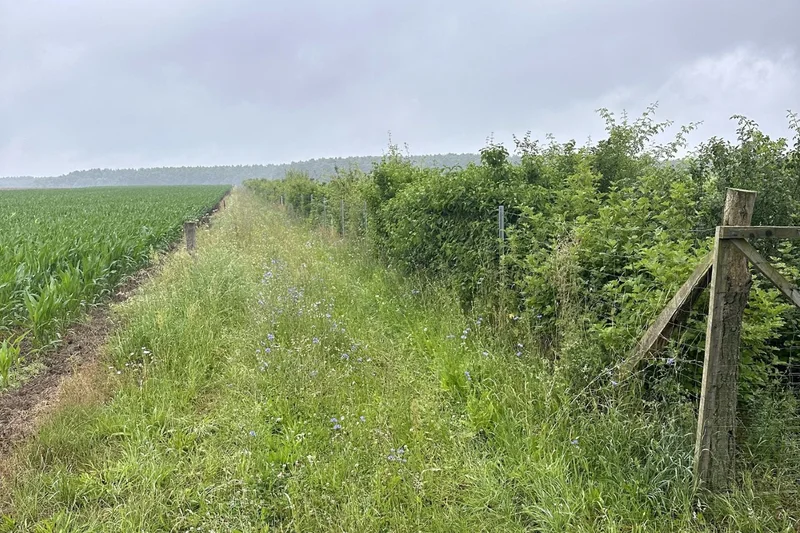 Hecke mit Grasstreifen neben Maisacker.
