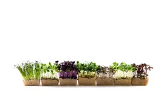 Keimlinge und Sprossen ziehen: Wie gelingt der Bio-Anbau zu Hause?