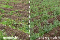 Beikrautregulation durch Transfermulch und Zwischenfrüchte im Kartoffelbau