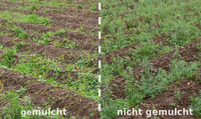 Beikrautregulation durch Transfermulch und Zwischenfrüchte im Kartoffelbau
