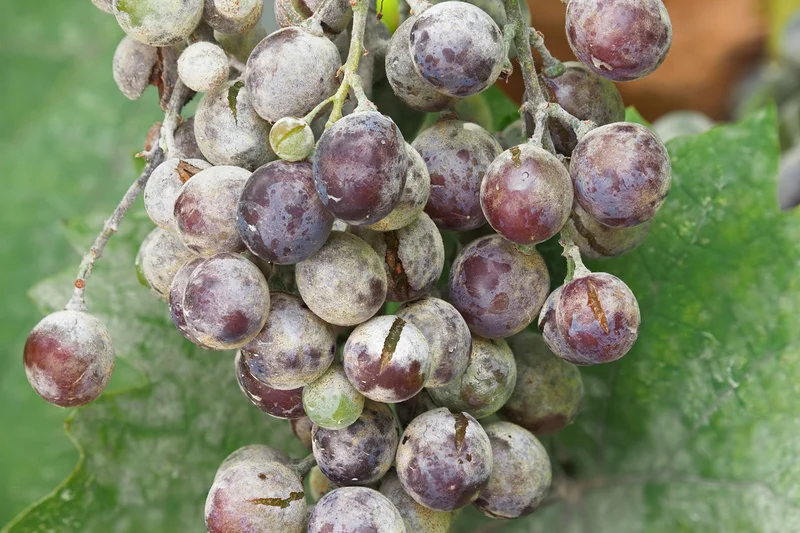 Echter Mehltau an Weinbeeren. Klick führt zu Großansicht in neuem Fenster, schließen per ESC.