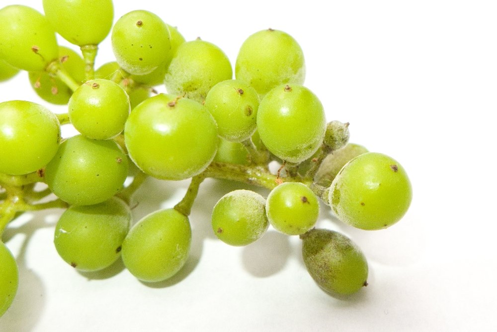 Mehltau an Weinbeeren. Klick führt zu Großansicht.