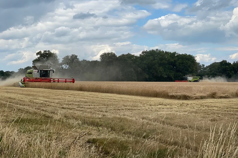 Mähdrescher fährt von links nach rechts und erntet ein Feld.  (Klick führt zu Großansicht in einer Lightbox. Zum Schließen der Lightbox ESC drücken.) 