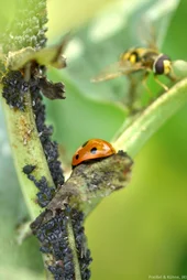 Marienkäfer und Schwebfliege an Blattlauskolonie. Klick führt zu Großansicht.