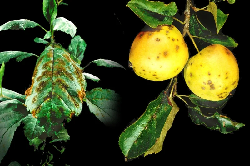 Schorf (Venturia inaequalis, Venturia spp.)